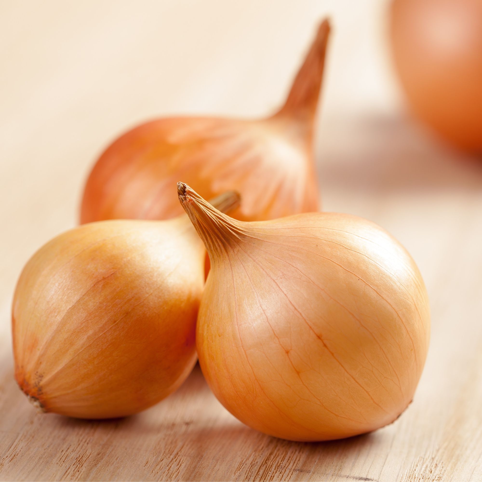 Onion Sets - Stuttgarter Yellow - 100 Sets - Biennial - Allium cepa - Non-GMO Heirloom Onion Bulb Starts for Gardening. Plant Ga